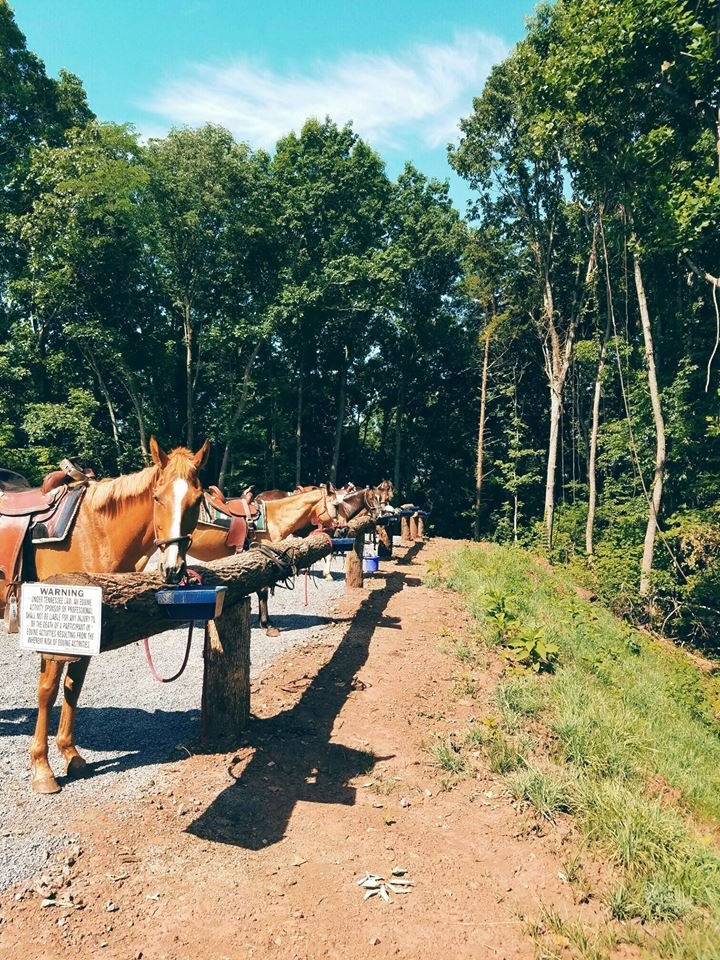 Ocoee Horseride